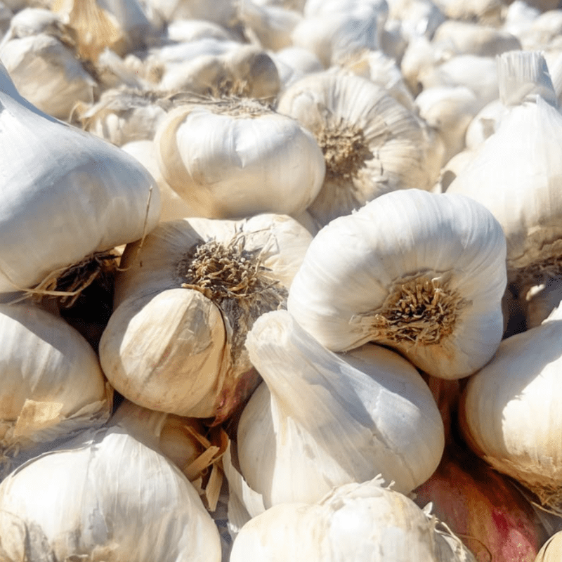 California White Softneck Garlic Bulbs 1lbs, Ready to Grow Garlic Cloves for Indoor Containers and Outdoor Beds