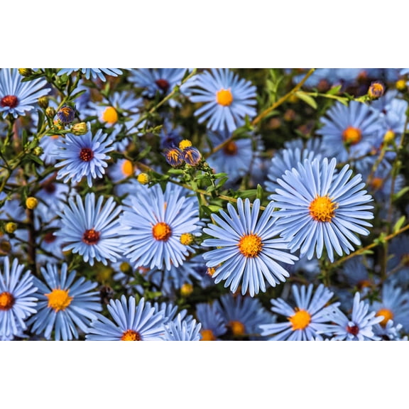 250 SKY BLUE ASTER Azure Aster Azureus Flower Seeds