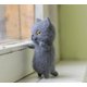 thumbnail image 3 of Cute and Interesting handmade toys DIY wool felt cat kits unfinished plush doll poking music toy gift Non-finished product, 3 of 5