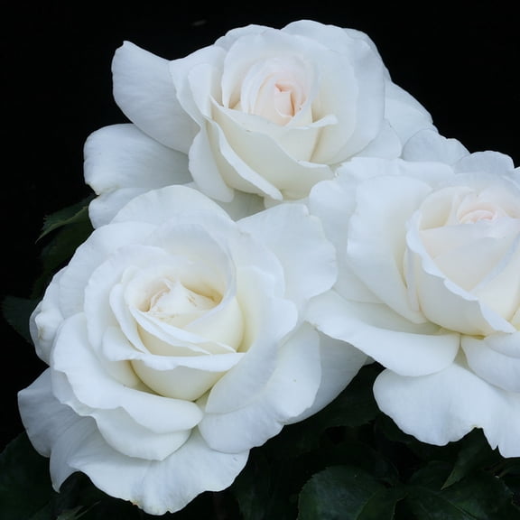 Own Root One Gallon Sugar Moon Hybrid Tea Rose by Heirloom Roses
