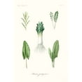thumbnail image 2 of Unknown  23x32 White Modern Wood Framed Museum Art Print Titled - Fruit And Vegetable Varieties I, 2 of 4