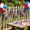 A-Free Size/A, variant on Red White Blue Star Streamer Ribbon 4th of July Patriotic Party Venue Wedding Decor