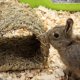 thumbnail image 1 of Grass House Tunnel Hutch Woven Hut for Laying or Sleeping Edible Chew Home for Rabbits and Small Ani, 1 of 5