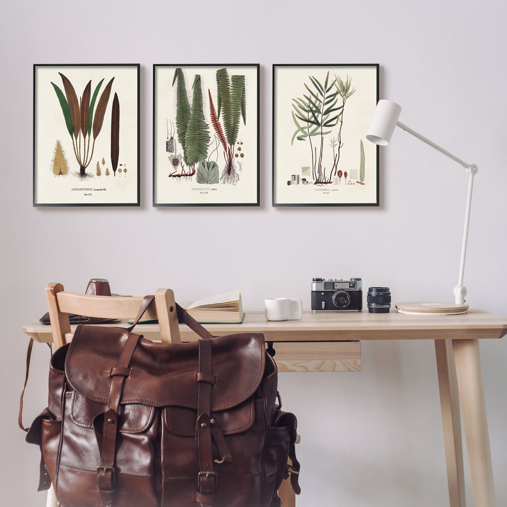 Stupell Industries Vintage Botanical Studies Botanical & Floral Painting Black Framed Art Print Wall Art, 16 x 20