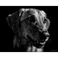 thumbnail image 2 of Chapman, Julie T. 32x26 White Modern Wood Framed Museum Art Print Titled - Canine Scratchboard XXIV, 2 of 4