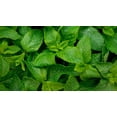 thumbnail image 3 of Set of 6 Random Mint Live Herb Plants, 4–6 Inches Tall, Mixed Mint Varieties for Garden, Patio, and Container Growing, 3 of 5