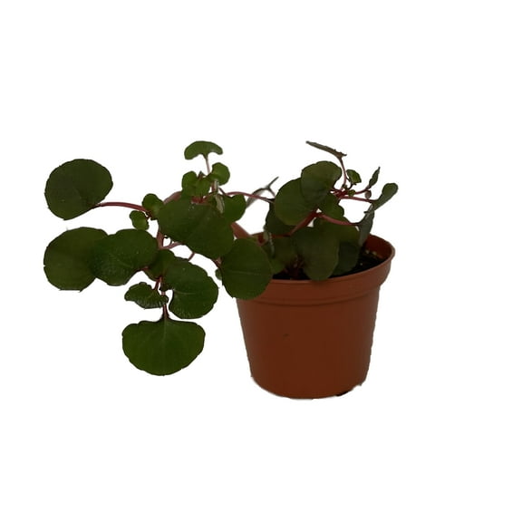 Impatiens repens Golden Dragon - Tropical Vining House Plant - 2.5" Pot