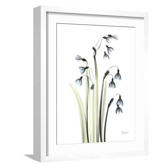 Art.com Snowdrop Galanthus Art Print by Albert Koetsier, White Frame Wall Art, 17" x 21"