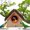 Multicolor, variant on Liushuuu Large Bird House Wood Wooden Hanging Standing Birdhouse Outdoor Garden Decor Glue Sticks