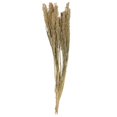 thumbnail image 1 of Vickerman H4PAN000 22-26 in. 4 oz Panicum Séchée Botte&44; Naturel, 1 of 1