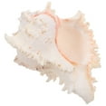thumbnail image 2 of WEUVEB Natural Seashells Conch Shell Ornament Beige 1Pcs, 2 of 8