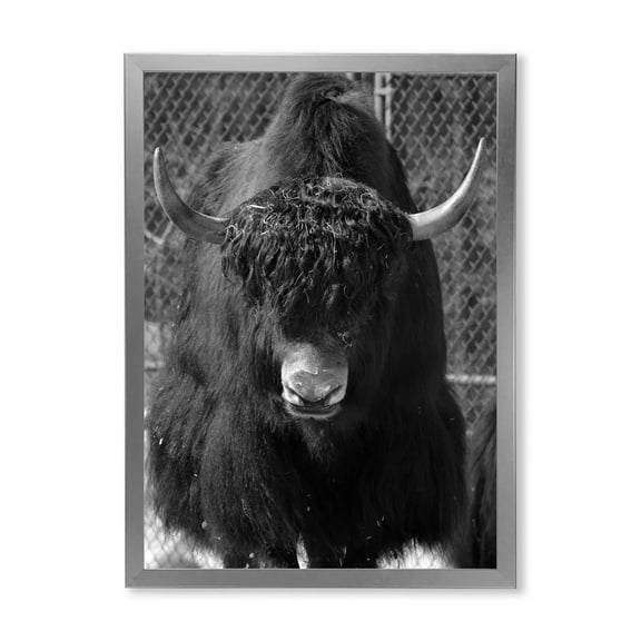 Designart 'Portrait Of Monochrome Wild Bull In Winter Forest II' Farmhouse Framed Art Print