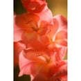 thumbnail image 3 of Hausenflock, Alan 17x24 Black Modern Framed Museum Art Print Titled - Bella Rosa II, 3 of 5