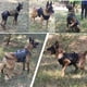 thumbnail image 5 of K9 Tactical Military Vest Pet German Shepherd Golden Retriever Tactical  Training Dog Harness and Leash Set For All Breeds Dogs ShopWise Round, 5 of 22