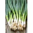 thumbnail image 1 of HIGHGW Seeds Welsh Onion Piero Heirloom, 1 of 3