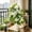 White-WH, variant on MMJ Artificial Flowers Phalaenopsis Orchid Stems Faux Silk Home Decor for Living Room Bedroom Office Indoor Decoration Wedding Centerpiece 15.75x3.15x3.15in