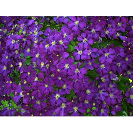 LAMINATED POSTER Flowers Blue Green Leaves Violet Purple Clematis Poster Print 24 x