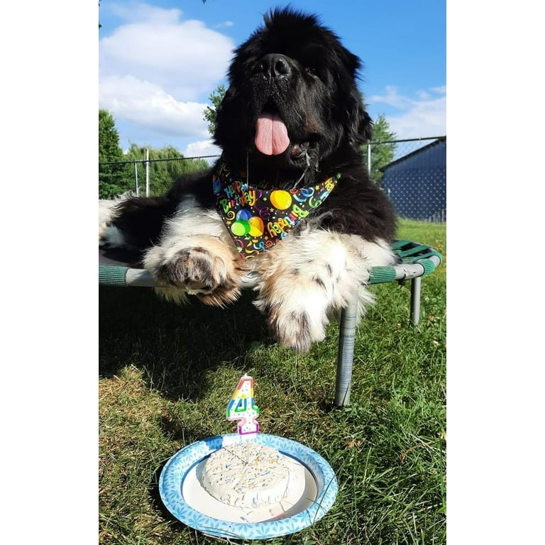 Cake for dogs walmart hotsell