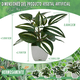 thumbnail image 5 of 4 Macetas Plantas Artificiales Macetas Decorativas Bonsai Lab.G, Blanco, 5 of 5