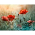 thumbnail image 2 of Panaana 18x15 Gold Ornate Wood Framed with Double Matting Museum Art Print Titled - The red poppies, 2 of 4