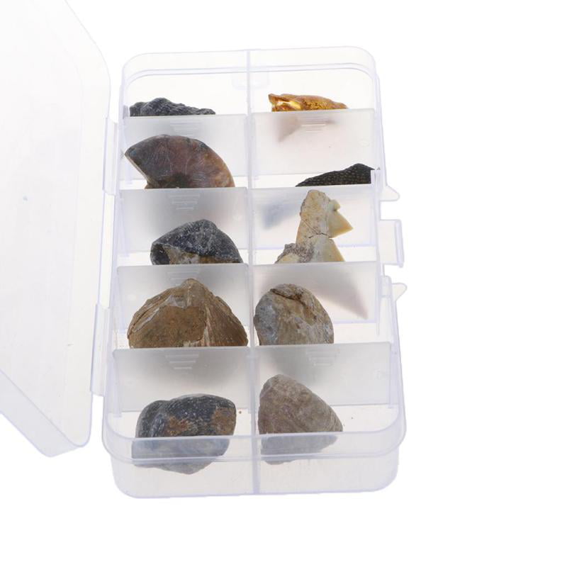 10Pcs Fossils Collection Kit w/ Display Box for Kids Early Biology Learning 