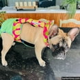 thumbnail image 3 of Barkertime Pineapple Express on Brown Dog Diaper Overall, 3 of 7