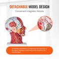 thumbnail image 4 of Cabeza anatómica, cuello, modelo VEVOR, media cabeza humana con musculado, 4 of 9