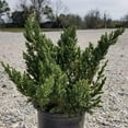 thumbnail image 6 of Parson's Juniper - Juniperus squamata expansa 'Parsonii', 6 of 6