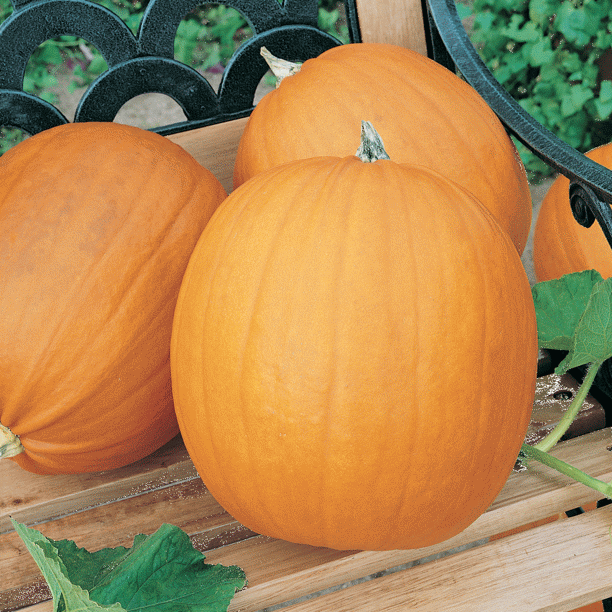 Everwilde Farms 1 Lb Jack O Lantern Pumpkin Seeds Gold Vault Bulk