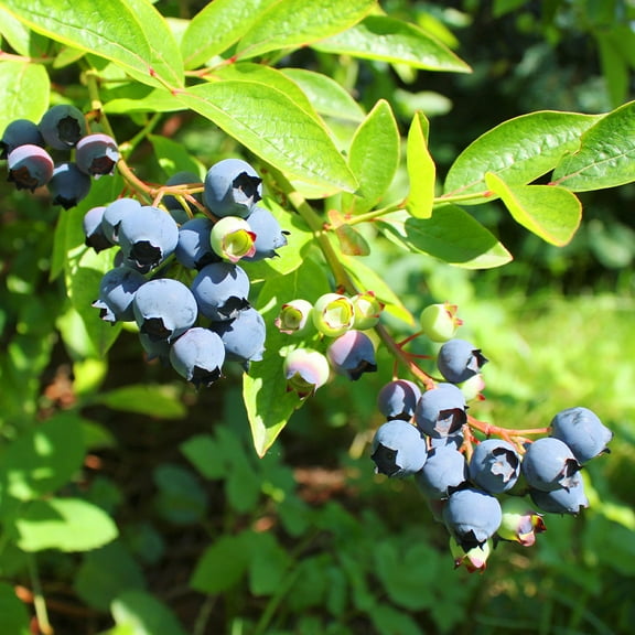 Brighter Blooms - Premier Blueberry Bush, 3 gal - No Shipping to AK, AZ, CA, GA, HI, OR, WA
