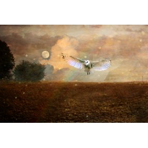 Night Flight - CANVAS OR PRINT WALL ART