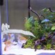 thumbnail image 4 of unbranded Plataforma De Basking Para Acuario Con Zona De Descanso Y Para Mascotas, 4 of 8