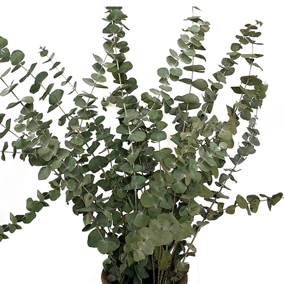 Fresh Eucalyptus Branches