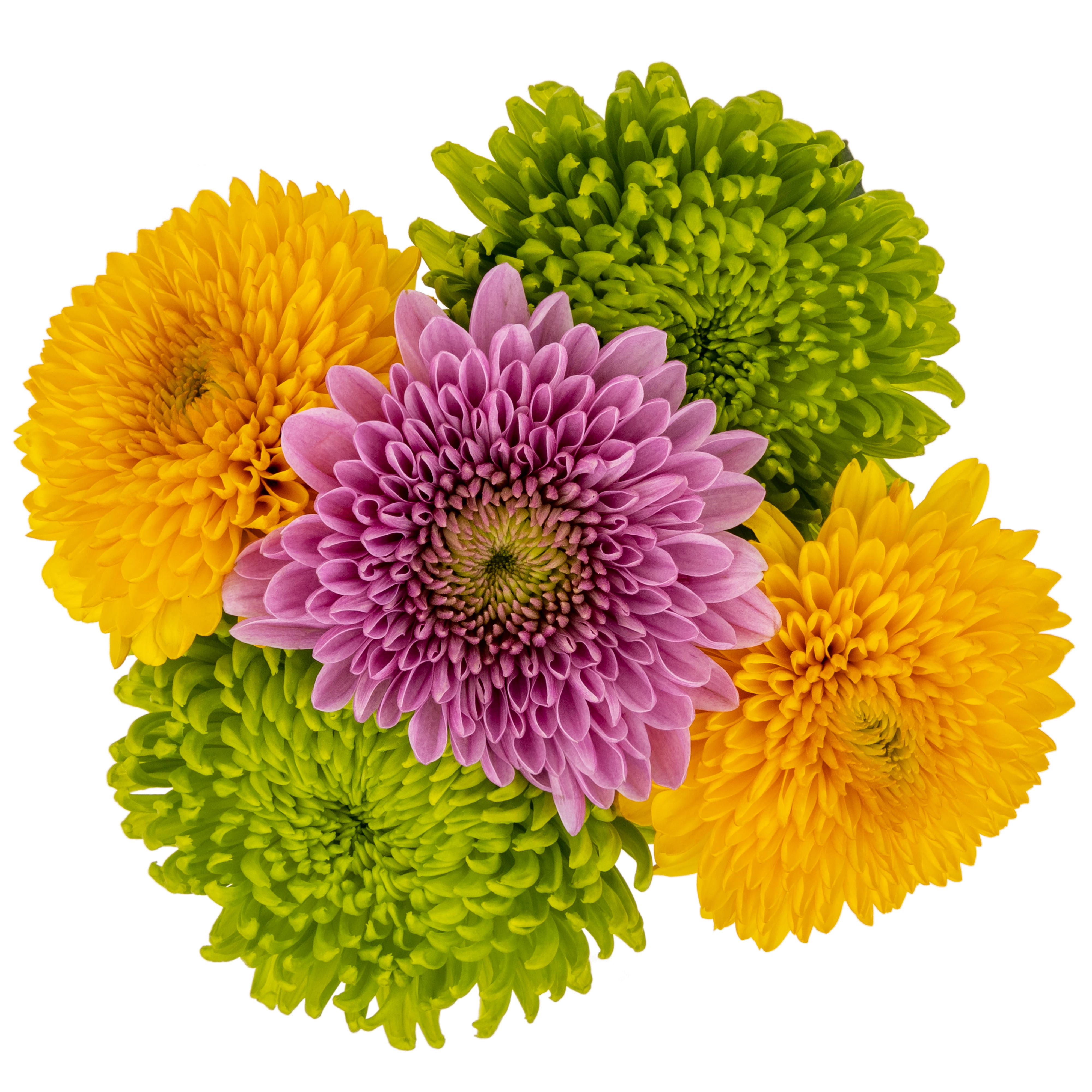 Fresh-Cut Snowball Mums Flower Bunch, 5 Stems, Colors Vary