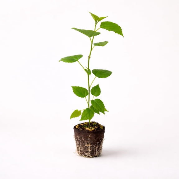 PLANT NOOK Illinois Everbearing Mulberry Live Plant Starter Plug 2-Pack | Sweet Long Mulberries | Self Fertile Fruit Tree | Long Harvest Season | Full Sun Zones 4–9