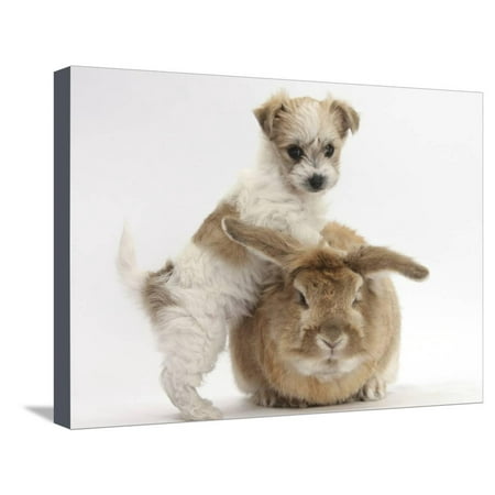 - Bichon Frise Cross Yorkshire Terrier Puppy, 6 Weeks, and Sandy Rabbit Stretched Canvas Print Wall Art By Mark Taylor