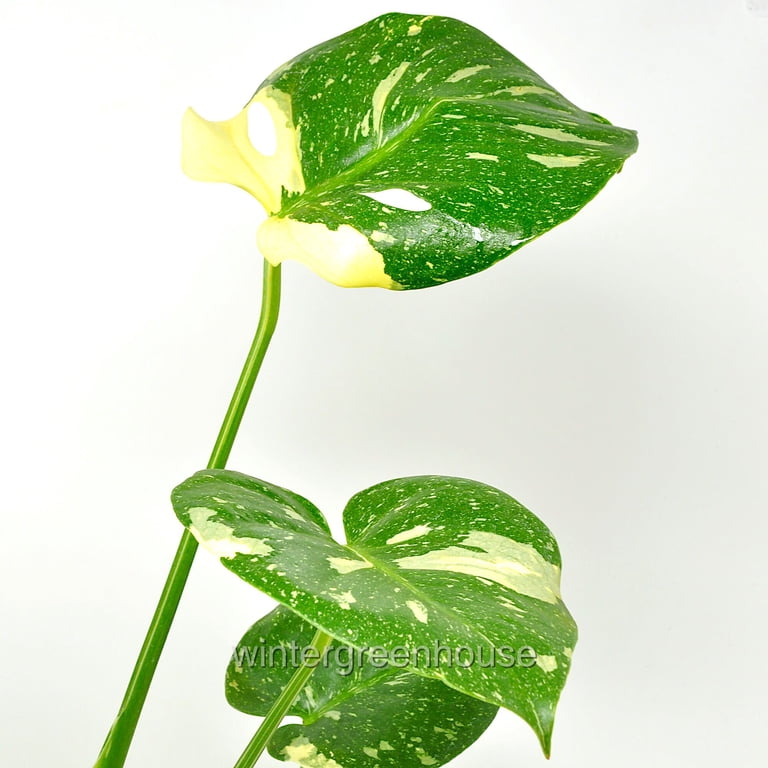 philodendron white Philodendron erubescens 'White Princess' – Mari's Gardens main image 0