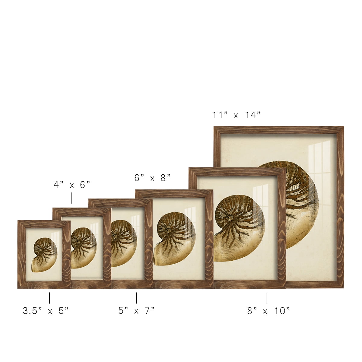 Sealife Collection V - Framed Print w/glass - Walnut
