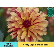40  Seeds| Crazy Legs Dahlia Perennial Seeds - Authentic Seeds - Perennial~ GMO Free ~~Flower seeds ~ Asian Garden~ Herbs B5G1 #D039