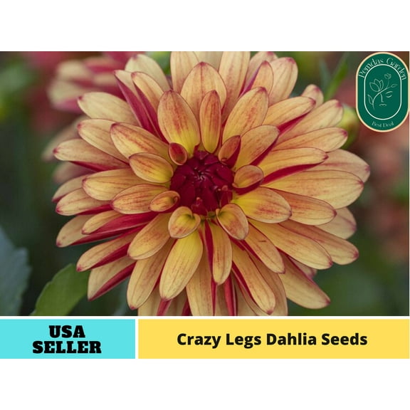 40  Seeds| Crazy Legs Dahlia Perennial Seeds - Authentic Seeds - Perennial~ GMO Free ~~Flower seeds ~ Asian Garden~ Herbs B5G1 #D039