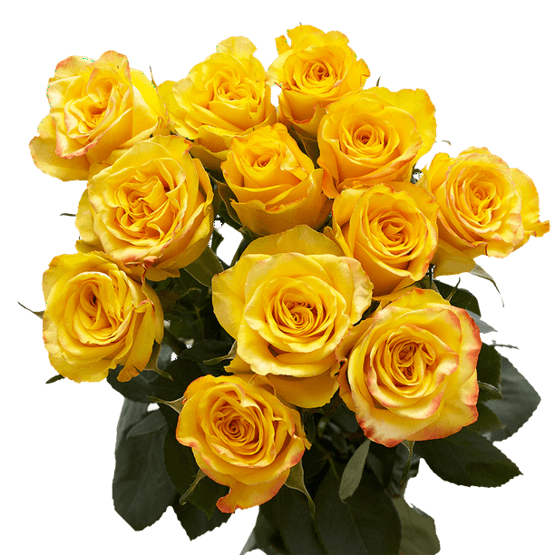 One Dozen Yellow Roses Fresh Flower Delivery Walmart Com Walmart Com