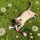 thumbnail image 5 of Juguete interactivo de tela para gatos de 70 cm con provocador, para gatitos y gatos adultos, limpieza dental, juego de mordeduras en interiores y actividad de vinculación, 5 of 7