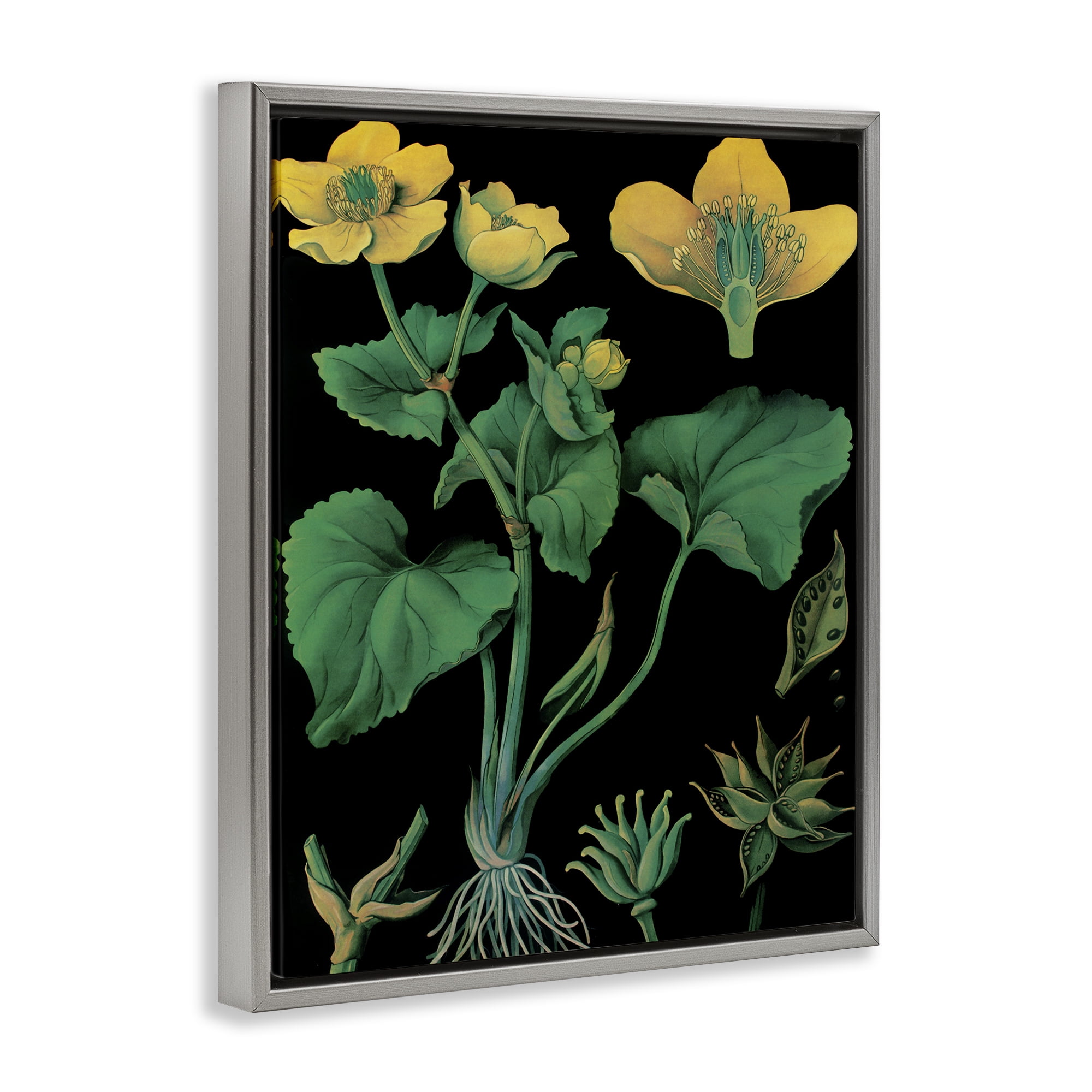 Stupell Industries Marsh Marigold Illustration Study Gray Framed Floater Canvas Wall Art, design by Vintage Hustle
