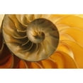 thumbnail image 2 of Inside Of Nautilus Shell Poster Print, 2 of 2