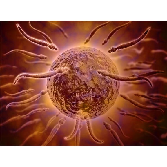 Microscopic View of Sperm Swimming Towards Egg Poster Print - 32 x 24 - Large