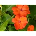 thumbnail image 4 of 50 DWARF ORANGE IMPATIENS Walleriana Sun or Full Shade Flower Seeds, 4 of 10