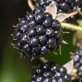 thumbnail image 4 of 2 Ouachita Blackberry Plants Live, Fruit Berry Bush, 4-7 Inch Tall, 4 of 5