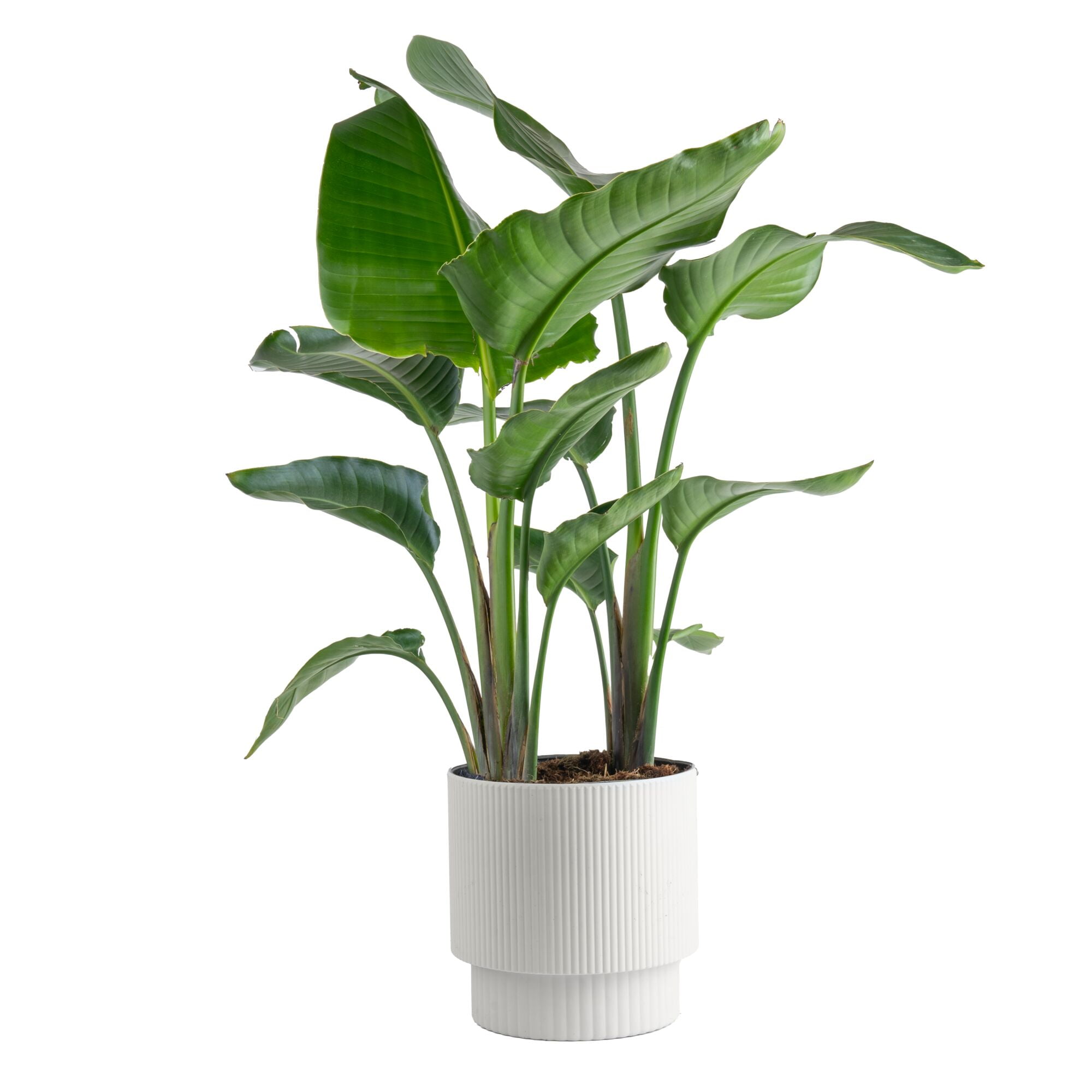 Costa Farms 12" Peace Lily Live Plants in 5" Self-Watering Pot - Walmart.com