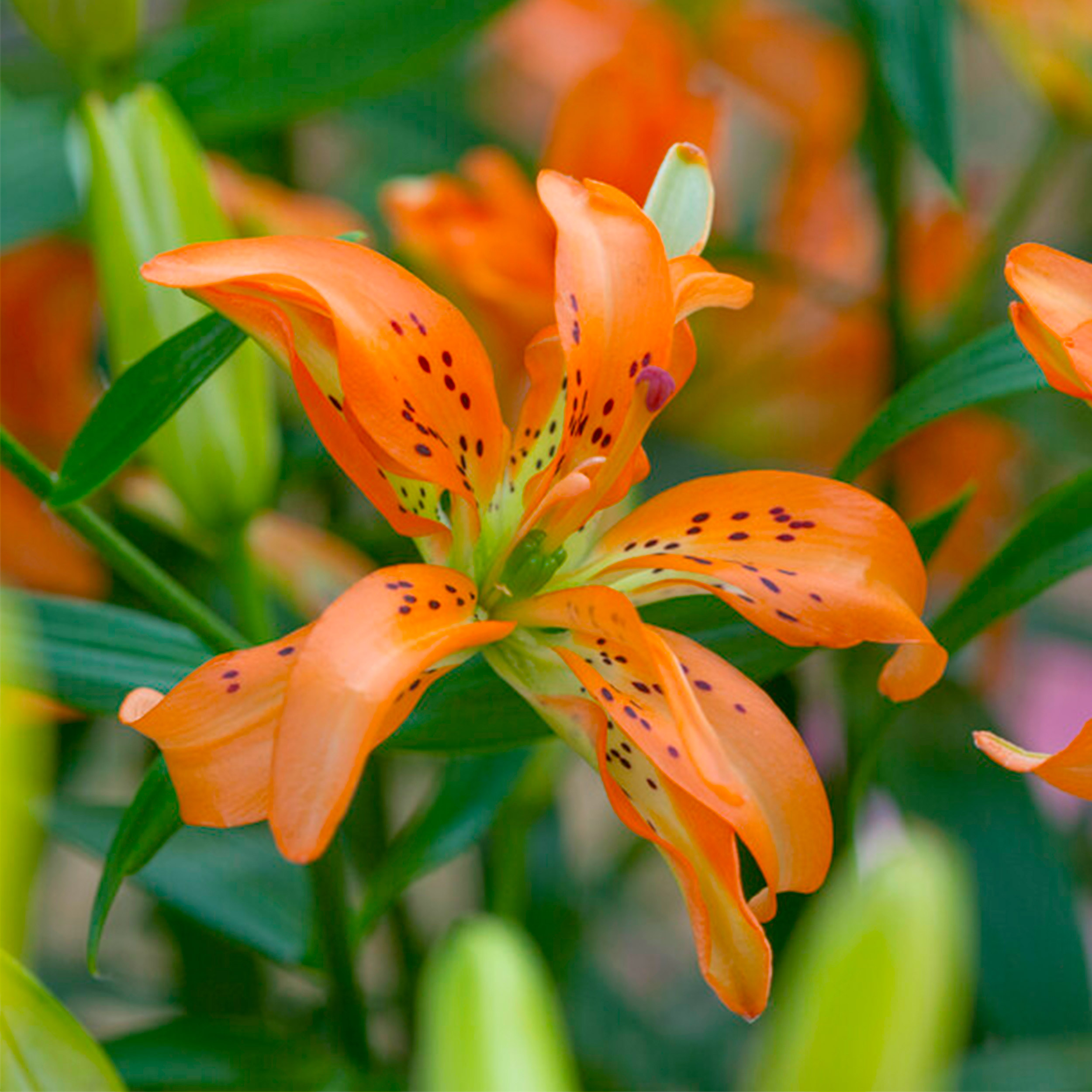 Garden State Bulb Double Asiatic Lily Must See Flower Bulbs, 14/16 cm