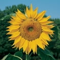 thumbnail image 3 of Burpee Organic Mammoth Sunflower Flower Seed, 1-Pack, 3 of 5